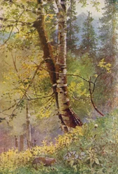 In the Forest